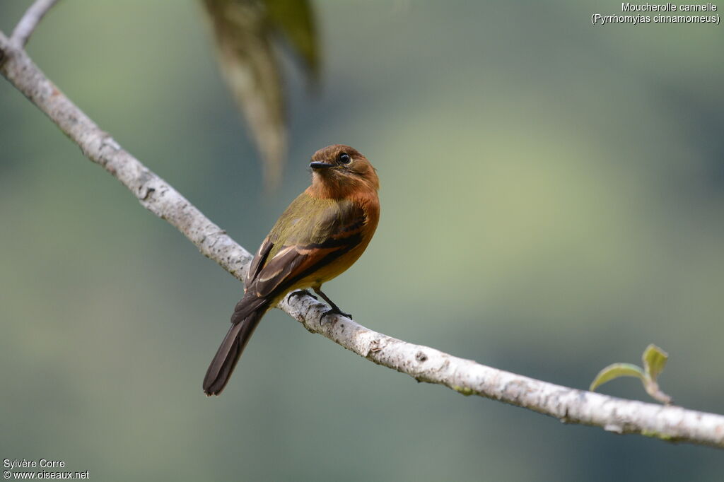 Cinnamon Flycatcheradult