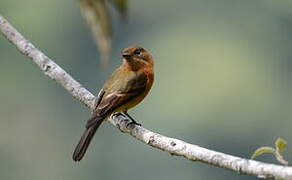 Cinnamon Flycatcher