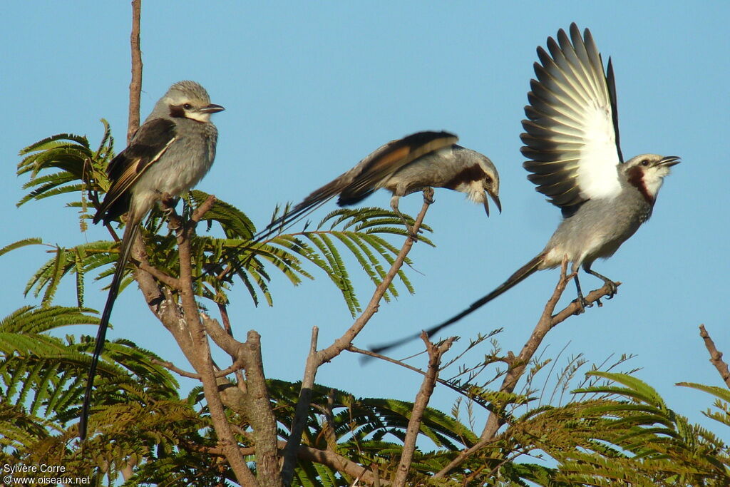 Streamer-tailed Tyrant adult