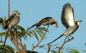 Streamer-tailed Tyrant