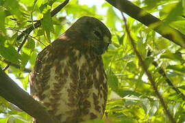 Brown Hawk-Owl