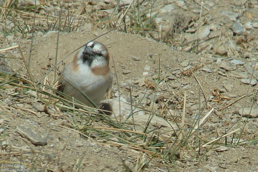 Blanford's Snowfinchadult