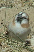 Blanford's Snowfinch