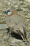 Blanford's Snowfinch