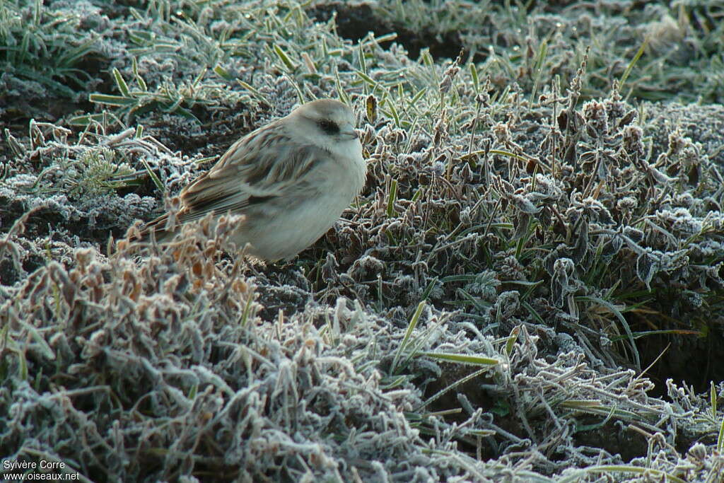 White-rumped Snowfinch