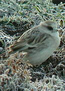 White-rumped Snowfinch