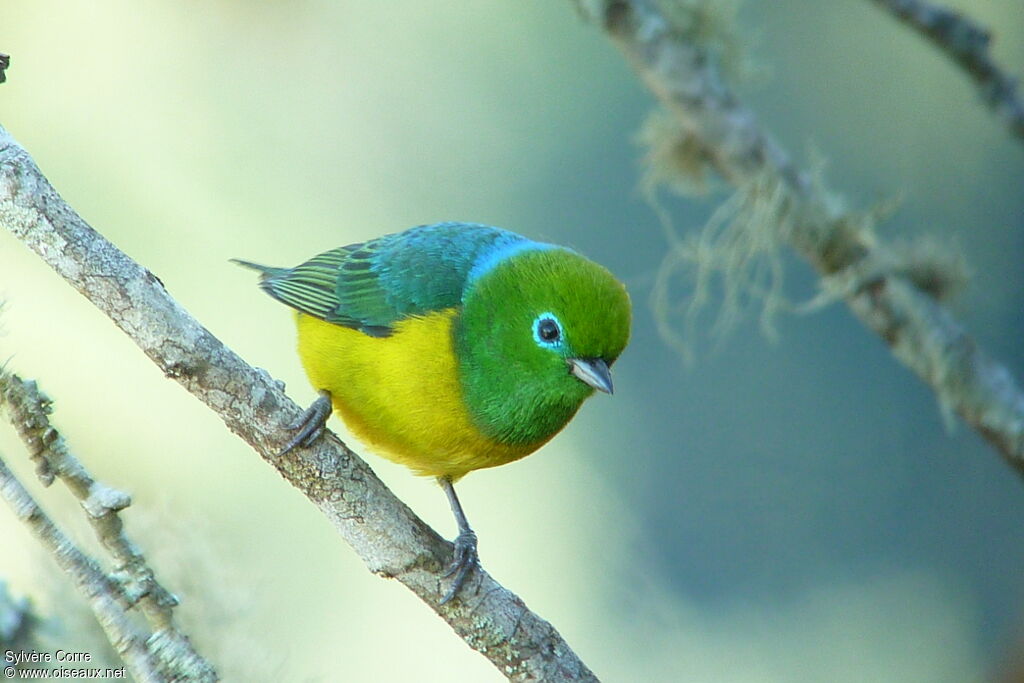 Blue-naped Chlorophonia male adult