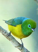 Blue-naped Chlorophonia