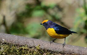 Orange-bellied Euphonia