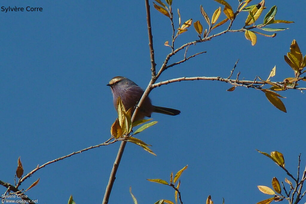 White-browed Tit-warbler