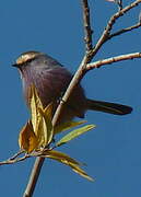 White-browed Tit-warbler