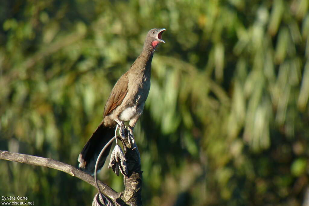 Grey-headed Chachalacaadult, pigmentation, song