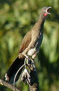 Grey-headed Chachalaca