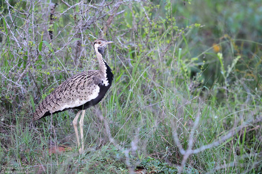 Black-bellied Bustard male adult