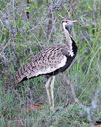 Black-bellied Bustard