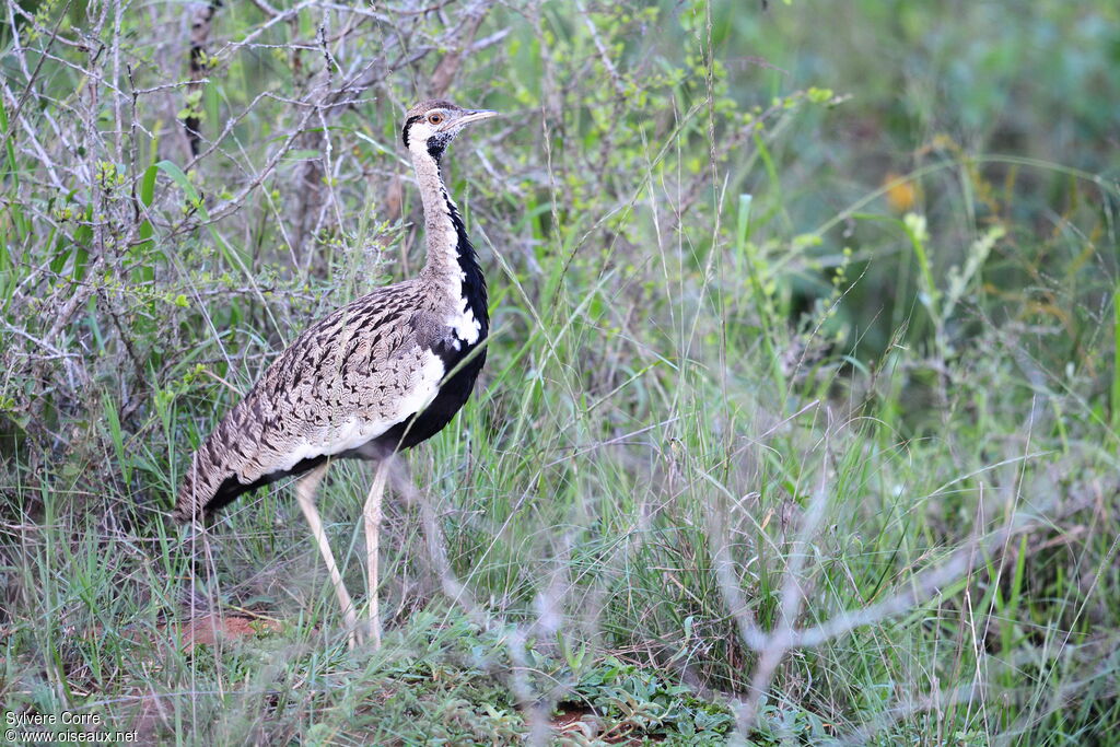 Black-bellied Bustard male adult