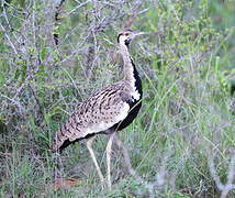 Black-bellied Bustard