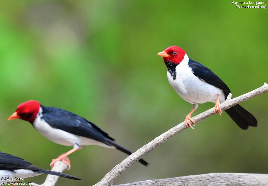 Yellow-billed Cardinaladult