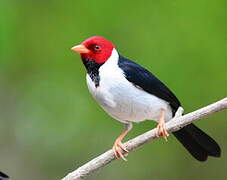 Yellow-billed Cardinal