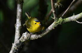 Wilson's Warbler