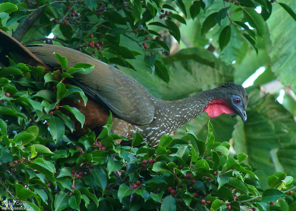 Crested Guanadult, pigmentation, eats