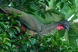 Crested Guan