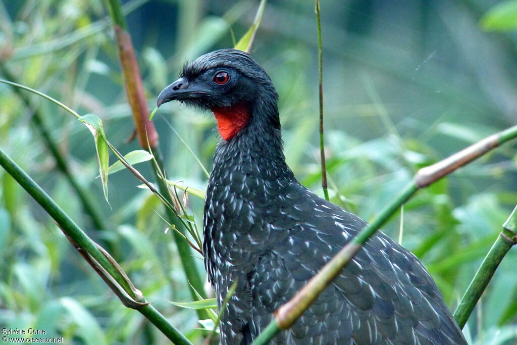 Dusky-legged Guanadult