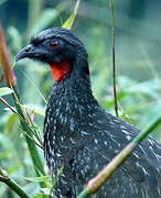 Dusky-legged Guan