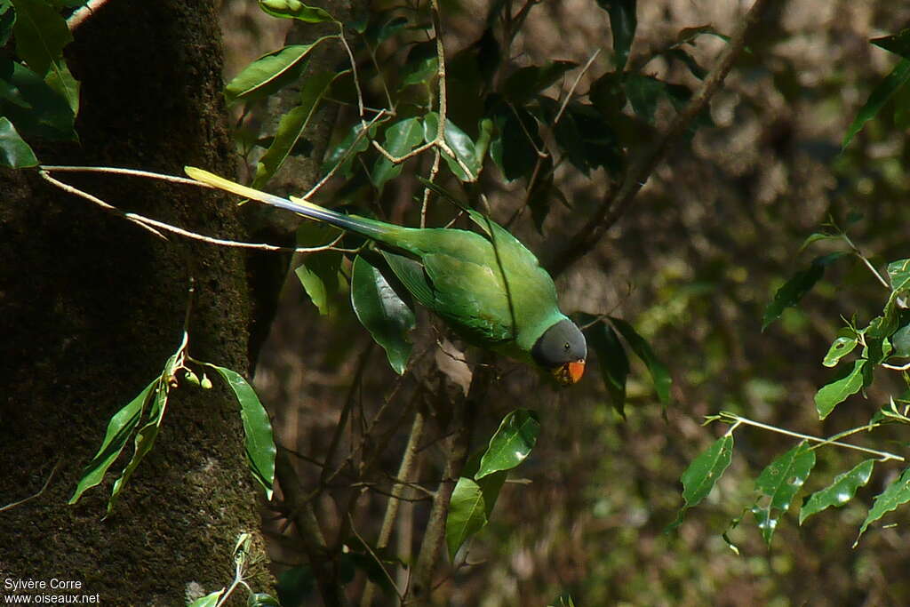 Slaty-headed Parakeet male, eats