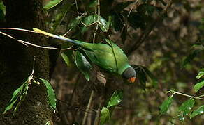 Slaty-headed Parakeet