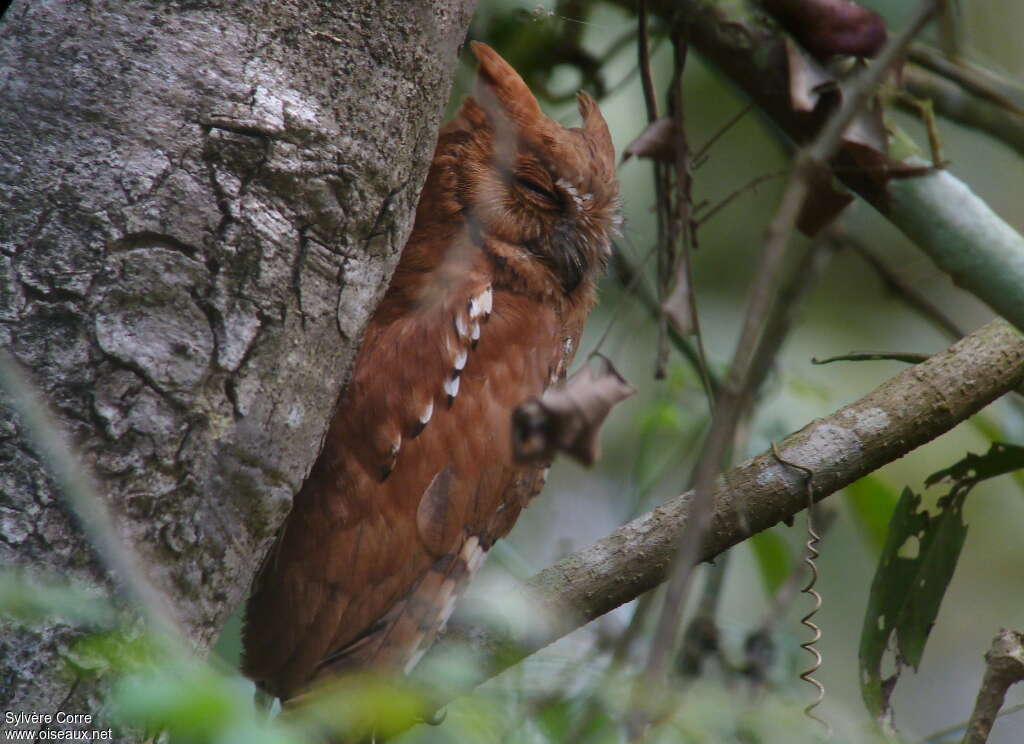 Oriental Scops Owladult, identification