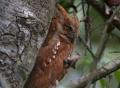 Oriental Scops Owl