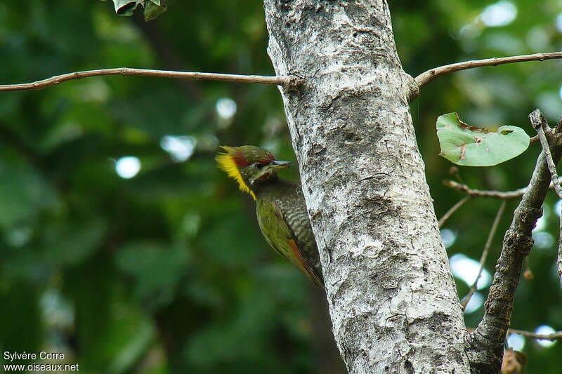 Lesser Yellownape male adult, identification, eats