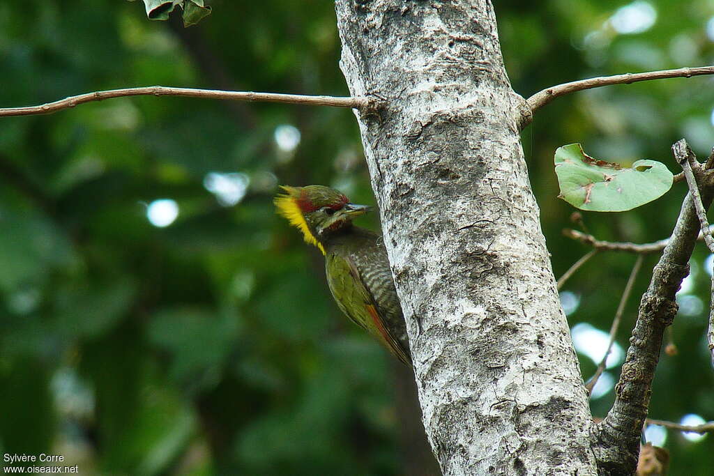 Pic à huppe jaune mâle adulte, identification, mange