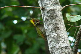 Lesser Yellownape