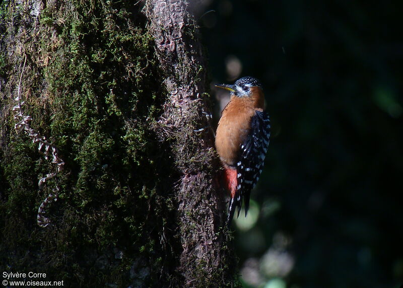 Rufous-bellied Woodpecker female adult, identification