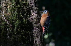 Rufous-bellied Woodpecker