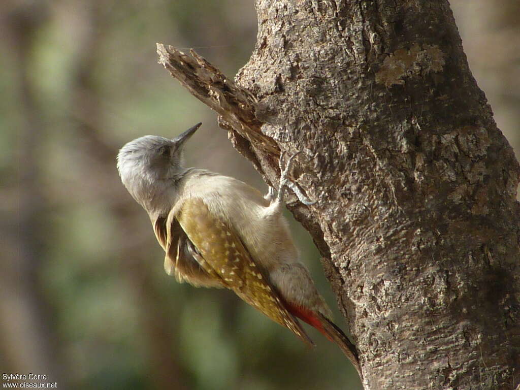 African Grey Woodpecker female adult, identification