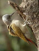 African Grey Woodpecker