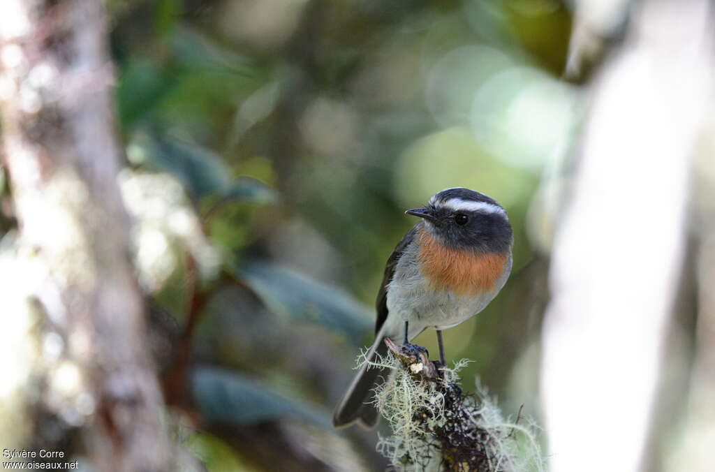 Rufous-breasted Chat-Tyrantadult