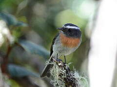 Rufous-breasted Chat-Tyrant