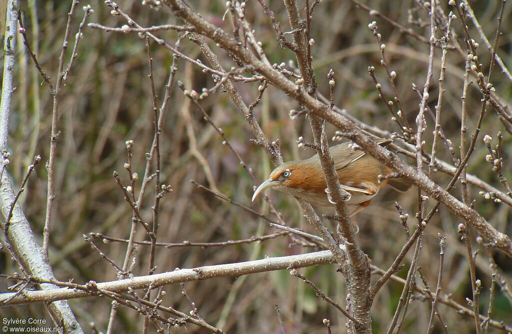 Rusty-cheeked Scimitar Babbleradult