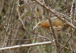 Rusty-cheeked Scimitar Babbler