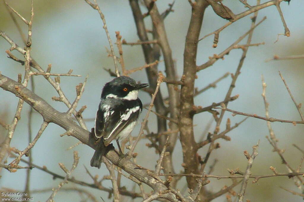 Pygmy Batis male adult, habitat, pigmentation