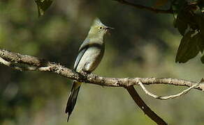 Long-tailed Silky-flycatcher