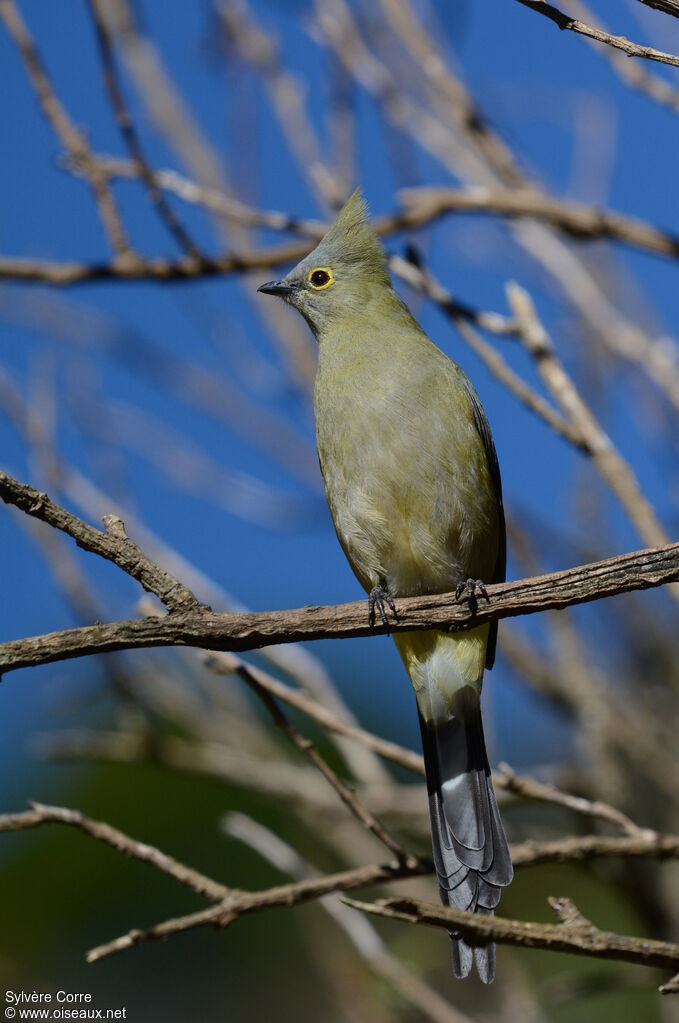 Long-tailed Silky-flycatcherFirst year