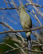 Long-tailed Silky-flycatcher