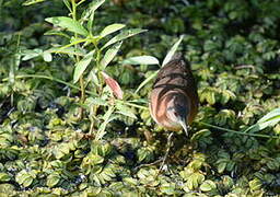 White-throated Crake