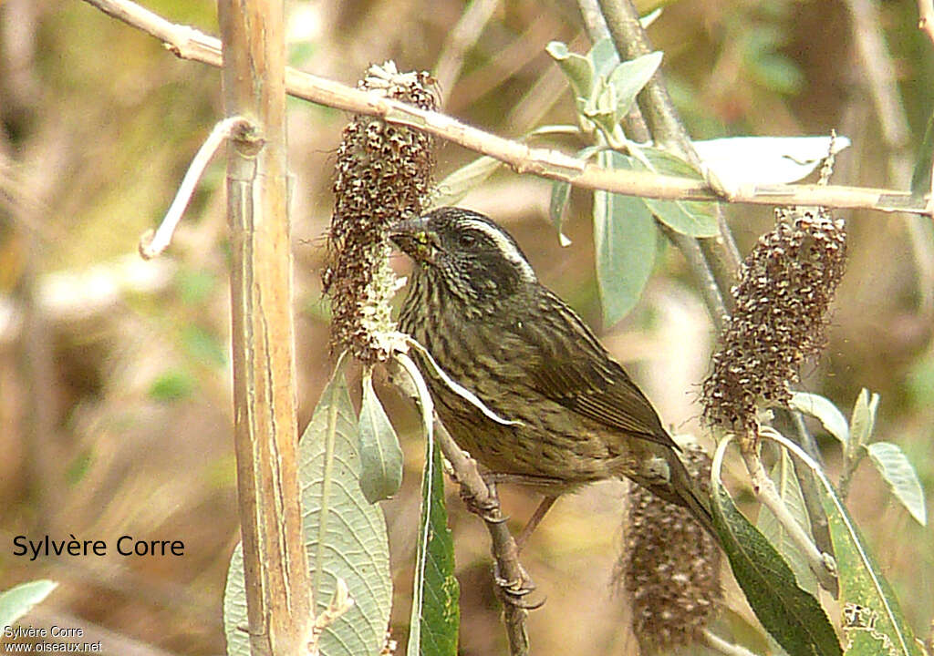 Spot-winged Rosefinch female