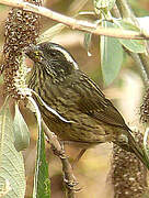 Spot-winged Rosefinch